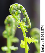 Орляк обыкновенный (Pteridium aquilinum) — вид многолетних травянистых папоротниковидных растений рода Орляк из семейства Деннштедтиевые (Dennstaedtiaceae). Одиночный скрученный побег. Стоковое фото, фотограф Евгений Мухортов / Фотобанк Лори