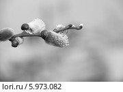 Верба (2011 год). Редакционное фото, фотограф Валерий Акулич / Фотобанк Лори