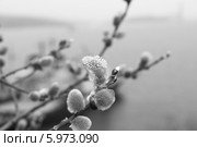 Верба (2011 год). Редакционное фото, фотограф Валерий Акулич / Фотобанк Лори
