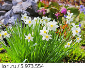 Нарцисс ( Narcissus) — род однодольных растений из семейства амариллисовых. Стоковое фото, фотограф Евгений Мухортов / Фотобанк Лори