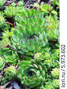 Молодило, или Живучка, или Каменная роза (Sempervivum) — род растений семейства Толстянковые. Стоковое фото, фотограф Евгений Мухортов / Фотобанк Лори