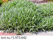 Ясколка Биберштейна (Cerastium biebersteinii). Заполненное Ясколкой пространство между бетонных плиток садовой дорожки. Стоковое фото, фотограф Евгений Мухортов / Фотобанк Лори