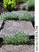 Ясколка Биберштейна (Cerastium biebersteinii). Заполненное Ясколкой пространство между бетонных плиток садовой дорожки. Стоковое фото, фотограф Евгений Мухортов / Фотобанк Лори