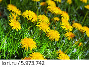 Одуванчик лекарственный, семейство астровые (Asteraceae) Стоковое фото, фотограф Евгений Мухортов / Фотобанк Лори