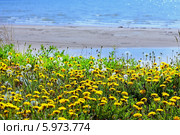 Одуванчик лекарственный - семейства Астровые (Asteraceae). Поляна одуванчиков на берегу Обского моря. Стоковое фото, фотограф Евгений Мухортов / Фотобанк Лори