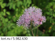Василистник водосборолистный (лат. Thalictrum aquilegifolium) Стоковое фото, фотограф lana1501 / Фотобанк Лори
