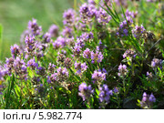 Тимьян маркотхский, или чабрец (лат. Thymus markhotensis Maleev), куст, фон. Стоковое фото, фотограф Игорь Архипов / Фотобанк Лори