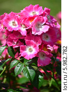 Роза (rose) Стоковое фото, фотограф Игорь Архипов / Фотобанк Лори