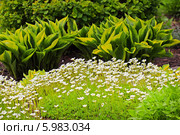 Камнеломка Арендса (Saxifraga arendsii) — многолетнее вечнозелёное травянистое растение. Цветущая камнеломка на фоне хост. Стоковое фото, фотограф Евгений Мухортов / Фотобанк Лори