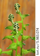 Орляк обыкновенный (Pteridium aquilinum) — вид многолетних травянистых папоротниковидных растений рода Орляк из семейства Деннштедтиевые (Dennstaedtiaceae). Молодые съедобные побеги. Стоковое фото, фотограф Евгений Мухортов / Фотобанк Лори
