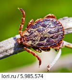 Пастбищный клещ (Dermacentor marginatus). Клещ в ожидании жертвы с растопыренными передними лапами. Стоковое фото, фотограф Евгений Мухортов / Фотобанк Лори