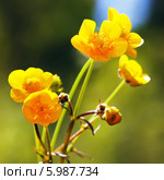 Лютик едкий (Ranunculus acris) — травянистое растение, один из видов рода Лютик семейства Лютиковые (Ranunculaceae). Дикорастущие растения Сибири. Стоковое фото, фотограф Евгений Мухортов / Фотобанк Лори