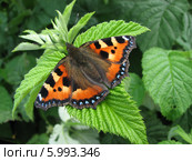 Крапивница обыкновенная на листьях малины (Aglais urticae, Nymphalis urticae) Стоковое фото, фотограф Беляева Наталья / Фотобанк Лори