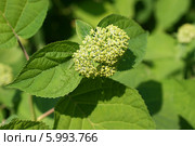 Гортензия крупнолистная (Гортензия садовая, Hydrangea macrophylla). Соцветие с нераспустившимися бутонами. Стоковое фото, фотограф Щеголева Ольга / Фотобанк Лори