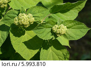 Гортензия крупнолистная (Гортензия садовая, Hydrangea macrophylla). Соцветие с нераспустившимися бутонами. Стоковое фото, фотограф Щеголева Ольга / Фотобанк Лори
