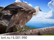 Белоголовый сип (Gyps fulvus)  в дикой природе. Стоковое фото, фотограф Яков Филимонов / Фотобанк Лори