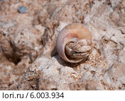 Рак-отшельник (лат. Paguroidea) на камне у Красного моря. Египет. Стоковое фото, фотограф Лада Иванова / Фотобанк Лори
