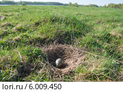 Гнездо речной чайки (Larus Canus) в дикой природе. Стоковое фото, фотограф Pukhov K / Фотобанк Лори