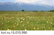 Цветущие желтые маки на ветру в  предгорной Тункинской долине (лат. Papaver) (2014 год). Редакционное видео, видеограф Виктория Катьянова / Фотобанк Лори
