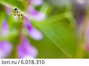 Mangora acalypha паук на паутине на размытом фоне. Стоковое фото, фотограф Anton Kozyrev / Фотобанк Лори