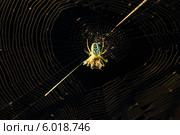 Mangora acalypha паук на чёрном фоне ест комара. Стоковое фото, фотограф Anton Kozyrev / Фотобанк Лори