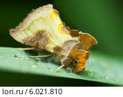 Бабочка совка маталловидка золотистая. (лат. Diachrysia chrysitis ) Стоковое фото, фотограф Галина Савина / Фотобанк Лори
