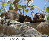Гигантские белки (Ratufa macroura) (2014 год). Стоковое фото, фотограф Мальцев Артур / Фотобанк Лори