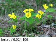 Фиалка одноцветковая (Viola uniflora) Стоковое фото, фотограф Григорий Писоцкий / Фотобанк Лори
