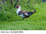 Индоутка, или Мускусная утка (Cairina moschata) Стоковое фото, фотограф Татьяна Кахилл / Фотобанк Лори