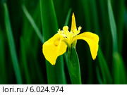 Желтый Ирис болотный, аировидный (Iris pseudacorus) Стоковое фото, фотограф Татьяна Кахилл / Фотобанк Лори