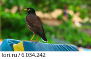 Майна (Acridotheres tristis) Стоковое видео, видеограф Игорь Жоров / Фотобанк Лори