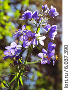 Синюха голубая ( Polemonium coeruleum). Дикорастущие растения Сибири. Стоковое фото, фотограф Евгений Мухортов / Фотобанк Лори