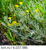 Лапчатка серебристая (Potentilla argentea). Дикорастущие растения Сибири. Стоковое фото, фотограф Евгений Мухортов / Фотобанк Лори