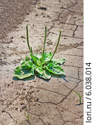 Подорожник (Plantаgo). Отдельный куст растения на полевой дороге. Стоковое фото, фотограф Евгений Мухортов / Фотобанк Лори
