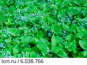 Бруннера сибирская (Brunnera sibirica) Стоковое фото, фотограф Алёшина Оксана / Фотобанк Лори
