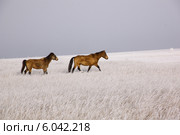 Две лошади в  степи Бурятии зимой. Стоковое фото, фотограф Александр Алексеевич Миронов / Фотобанк Лори