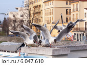 Чайки, прикормленные людьми. Стоковое фото, фотограф Светлана Чуйкова / Фотобанк Лори