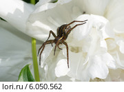 Паук Охотник каемчатый (лат. Dolomedes fimbriatus) на цветке пиона. Стоковое фото, фотограф Елена Коромыслова / Фотобанк Лори