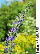 Синяк обыкновенный (Echium vulgare) — травянистое растение,вид рода Синяк семейства Бурачниковые (Boraginaceae) Стоковое фото, фотограф Евгений Мухортов / Фотобанк Лори