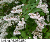 Цветущая дейция шершавая, или звездчатая (Deutzia scabra Thunb.) Стоковое фото, фотограф Ирина Борсученко / Фотобанк Лори