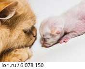 Кошка и новорождённый котёнок. Стоковое фото, фотограф Олег Жуков / Фотобанк Лори