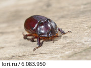 Жук-носорог обыкновенный (лат. Oryctes nasicornis) Стоковое фото, фотограф Елена Коромыслова / Фотобанк Лори