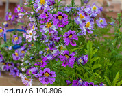 Цветы схизантуса (Schizanthus) Стоковое фото, фотограф Ирина Гришанова / Фотобанк Лори
