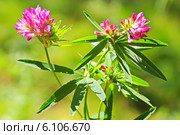 Люпинник пятилистный, или Клевер люпиновый (Lupinaster pentaphyllus Moench).Цветущее растение. Стоковое фото, фотограф Евгений Мухортов / Фотобанк Лори