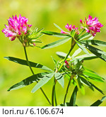 Люпинник пятилистный, или Клевер люпиновый (Lupinaster pentaphyllus Moench).Цветущее растение. Стоковое фото, фотограф Евгений Мухортов / Фотобанк Лори