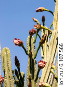 Кактус цереус (Cereus jamacaru) на фоне неба. Стоковое фото, фотограф Татьяна Ляпи / Фотобанк Лори