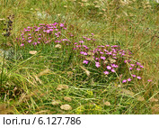 Гвоздика полевая , (Dianthus) Стоковое фото, фотограф Игорь Архипов / Фотобанк Лори