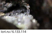Капли воды, стекающие по коре старого дерева. Стоковое видео, видеограф V.Ivantsov / Фотобанк Лори