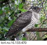 Кукушонок (Cuculus canorus) Стоковое фото, фотограф Светлана Ильева (Иванова) / Фотобанк Лори