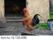 Петух на фоне курятника. Стоковое фото, фотограф Яна Королёва / Фотобанк Лори